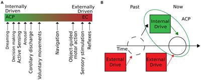 Autogenous cerebral processes: an invitation to look at the brain from inside out